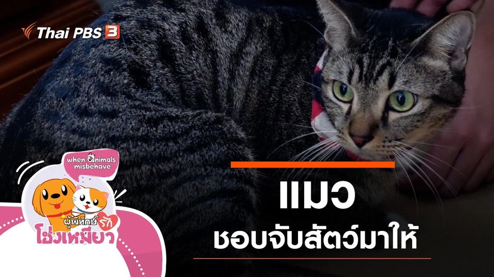 แมวชอบจับสัตว์มาให้