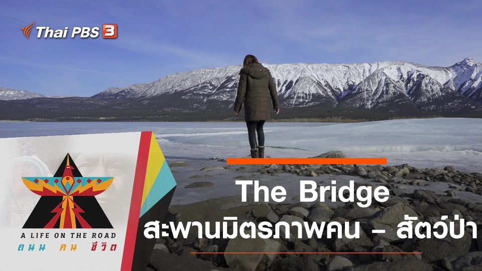 The Bridge  สะพานมิตรภาพคน – สัตว์ป่า