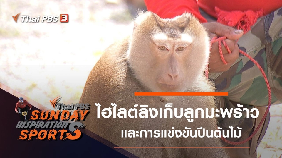 ไฮไลต์การแข่งขันลิงเก็บลูกมะพร้าว - การแข่งขันปีนต้นไม้