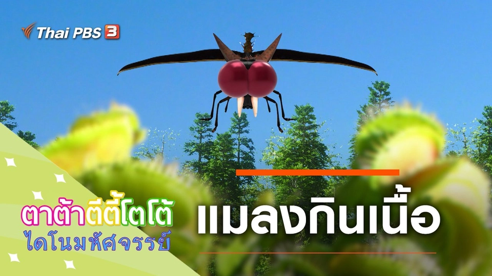 แมลงกินเนื้อ