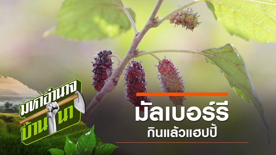 มัลเบอร์รี กินแล้วแฮปปี้