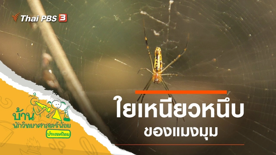 ใยเหนียวหนึบ