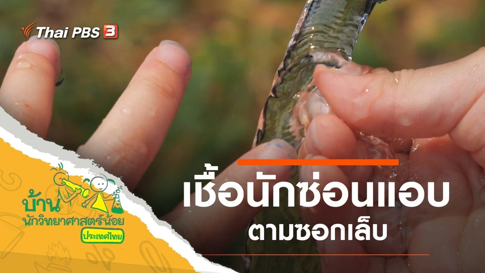 เชื้อนักซ่อนแอบ