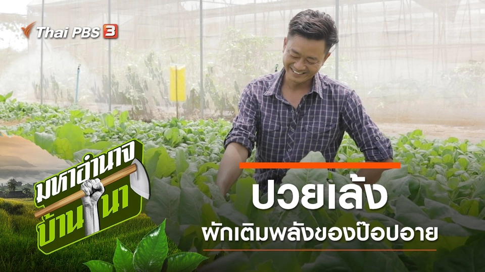 ปวยเล้ง ผักเติมพลังของป๊อปอาย