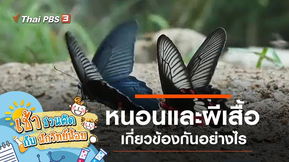 รู้จักหนอนและผีเสื้อ