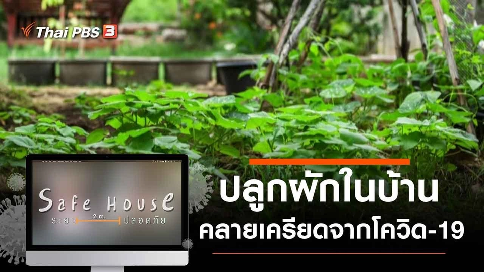 ปลูกผักในบ้านคลายเครียดจากโควิด-19