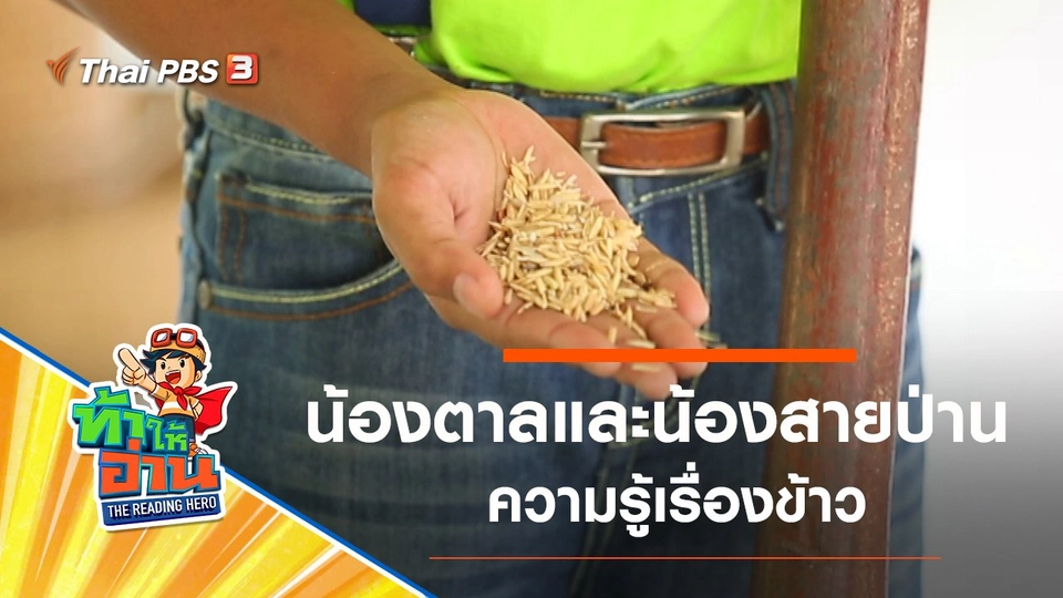 ความรู้เรื่องข้าว : น้องตาลและน้องสายป่าน