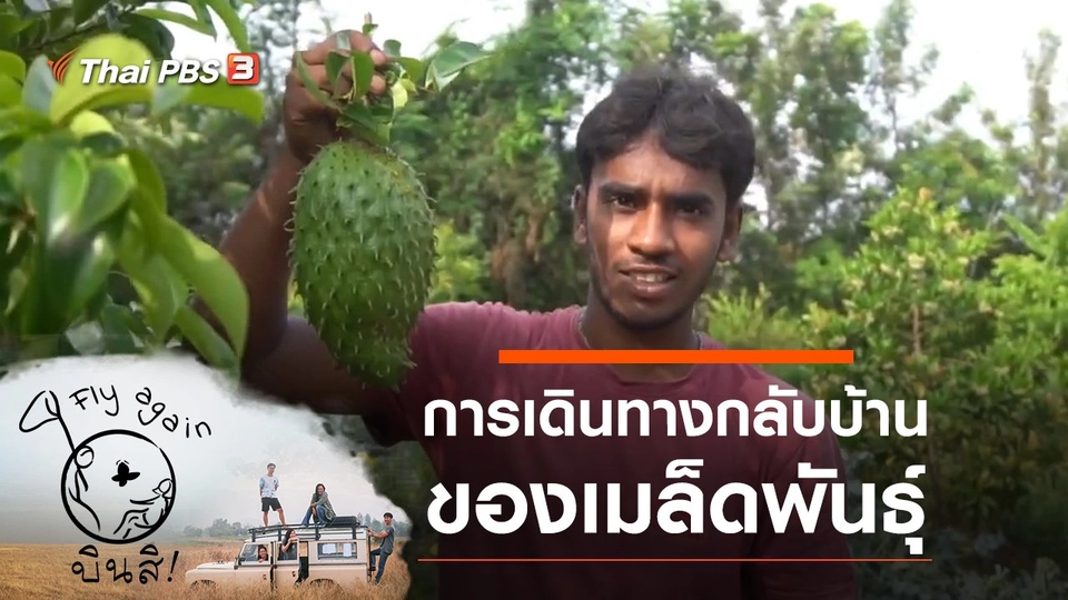 การเดินทางกลับบ้านของเมล็ดพันธุ์