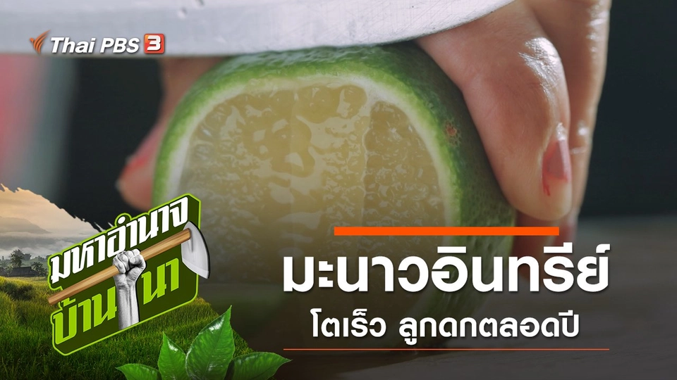 มะนาวแป้นทวายโคตรดก