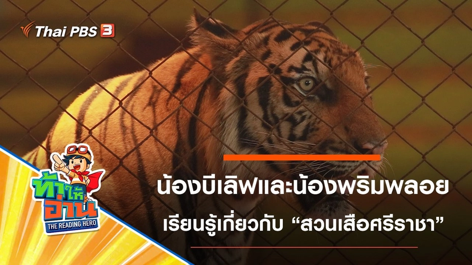 สวนเสือศรีราชา : น้องบีเลิฟและน้องพริมพลอย