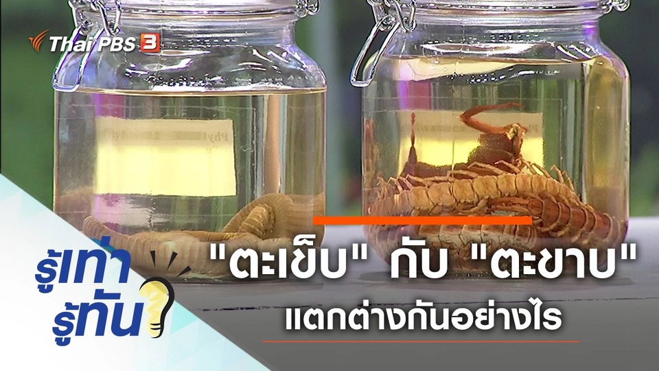 "ตะเข็บ" กับ "ตะขาบ" แตกต่างกันอย่างไร