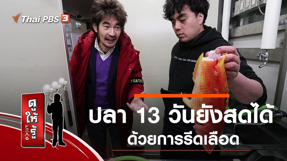 ปลา 13 วันยังสดได้ด้วยการรีดเลือด