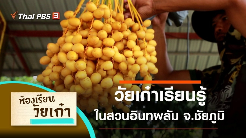 วัยเก๋าเรียนรู้ในสวนอินทผลัม