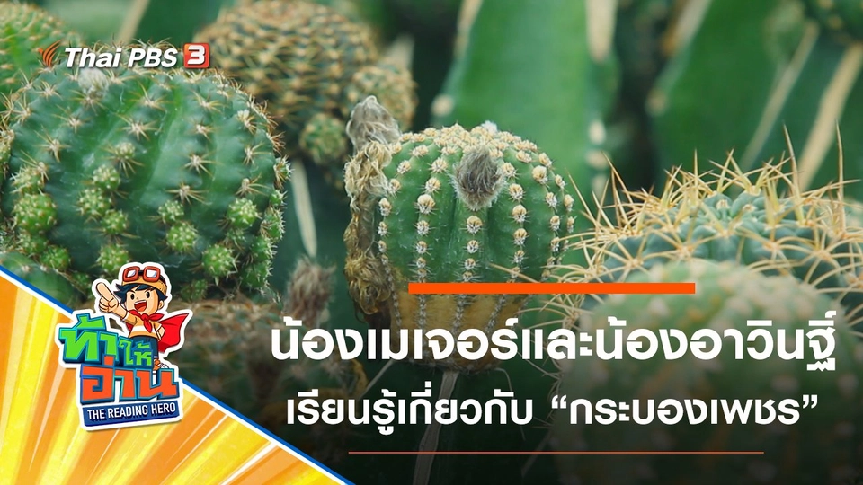 กระบองเพชร : น้องเมเจอร์และน้องอาวินฐิ์