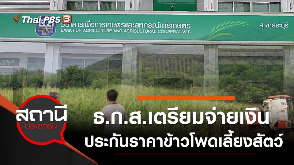 ​ธ.ก.ส.เตรียมจ่ายเงินประกันราคาข้าวโพดเลี้ยงสัตว์แก่เกษตรกร