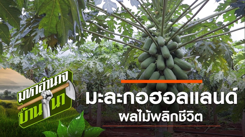 มะละกอฮอลแลนด์ ผลไม้พลิกชีวิต