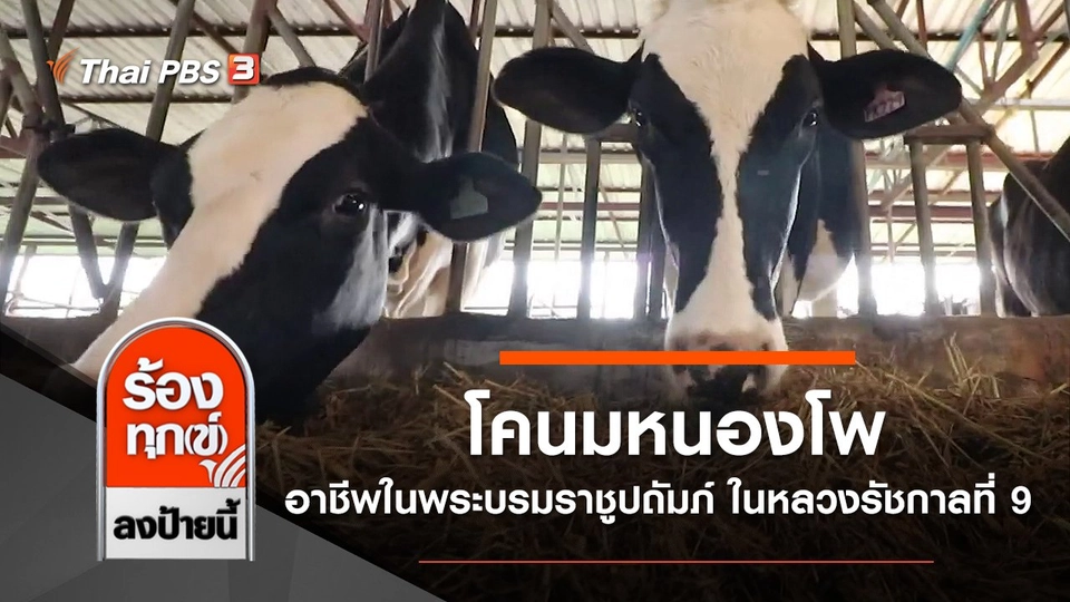 โคนมหนองโพ อาชีพในพระบรมราชูปถัมภ์ ในหลวงรัชกาลที่ 9 จ.ราชบุรี