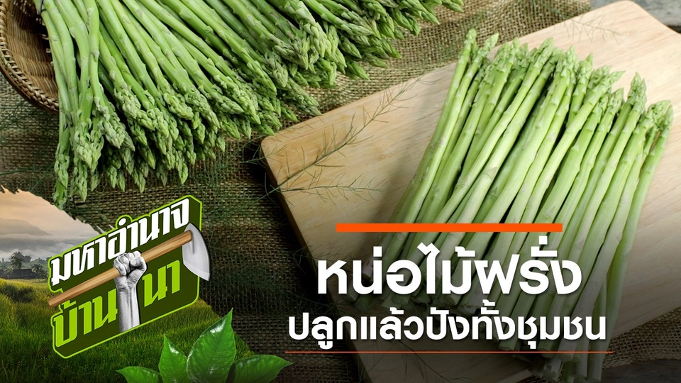 หน่อไม้ฝรั่ง ปลูกแล้วปังทั้งชุมชน