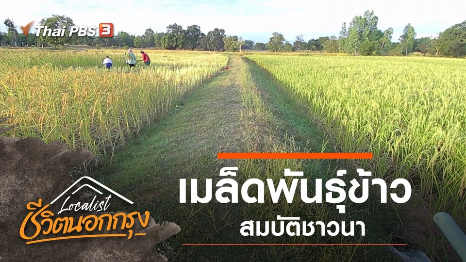 เมล็ดพันธุ์ข้าว สมบัติชาวนา