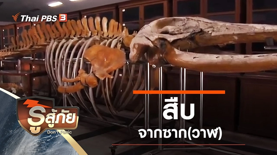 สืบจากซาก(วาฬ)