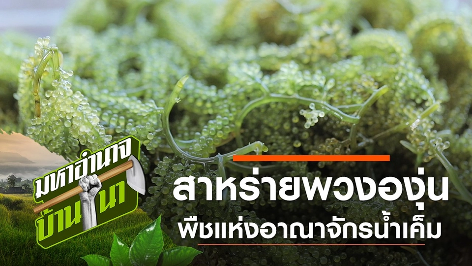 สาหร่ายพวงองุ่น พืชแห่งอาณาจักรน้ำเค็ม