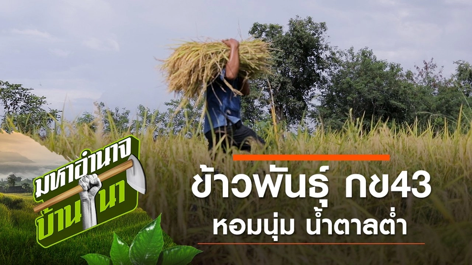 ข้าวพันธุ์ กข43 หอมนุ่ม น้ำตาลต่ำ