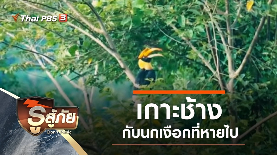 ​เกาะช้างกับนกเงือกที่หายไป