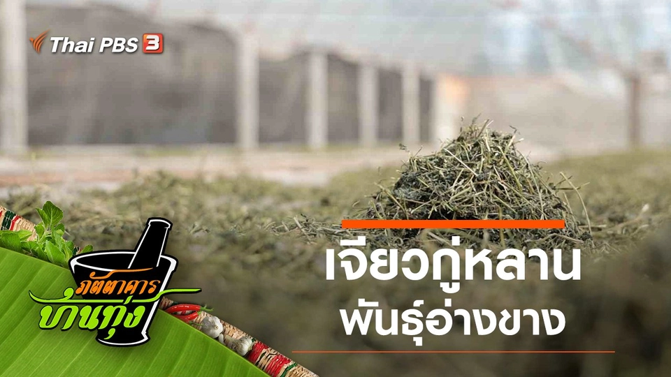 เจียวกู่หลานพันธุ์อ่างขาง