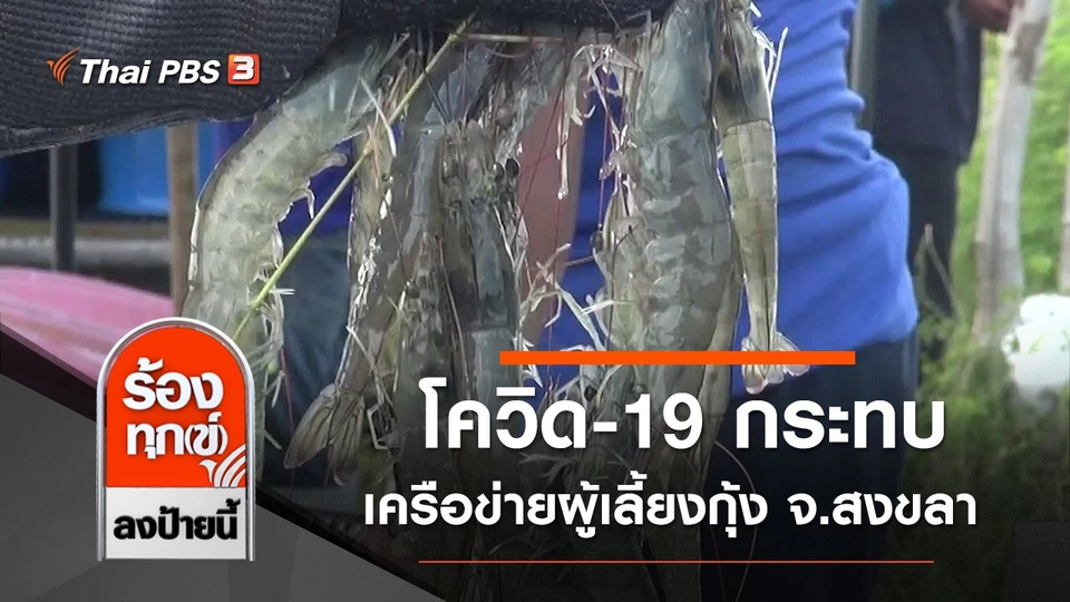 โควิด-19 กระทบเครือข่ายผู้เลี้ยงกุ้งส่งออกไม่ได้ จ.สงขลา