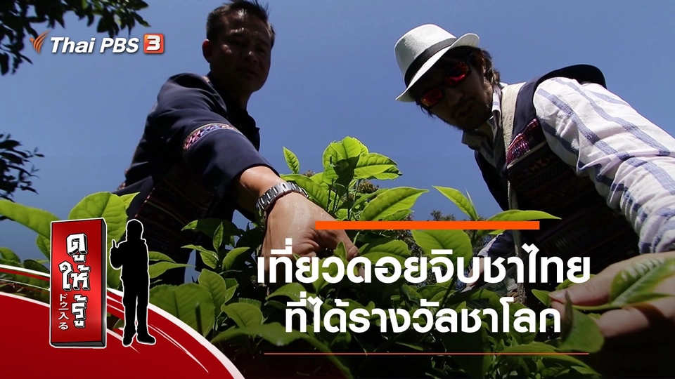 เที่ยวดอยจิบชาไทยที่ได้รางวัลชาโลก