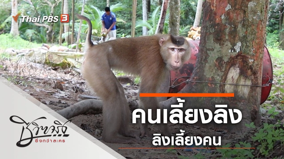 คนเลี้ยงลิง ลิงเลี้ยงคน