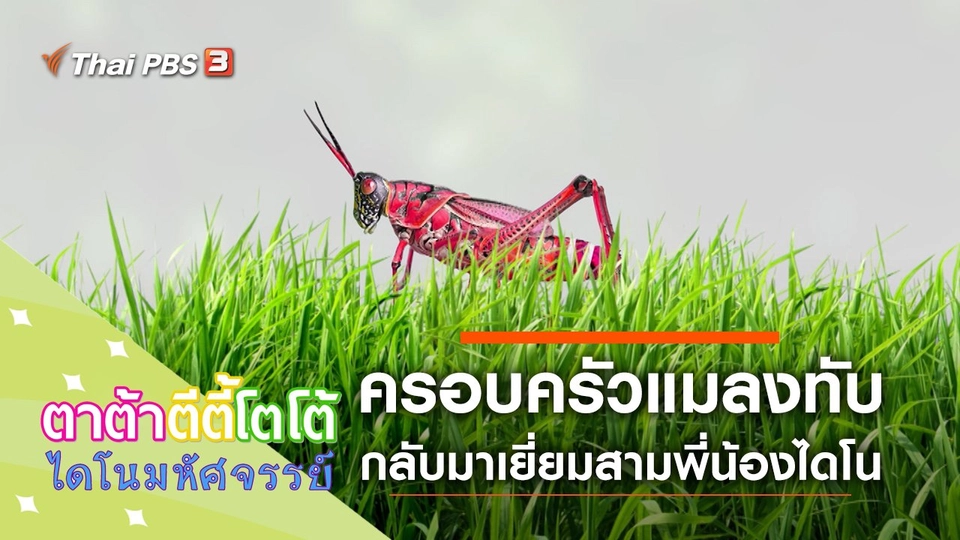 ครอบครัวแมลงทับ