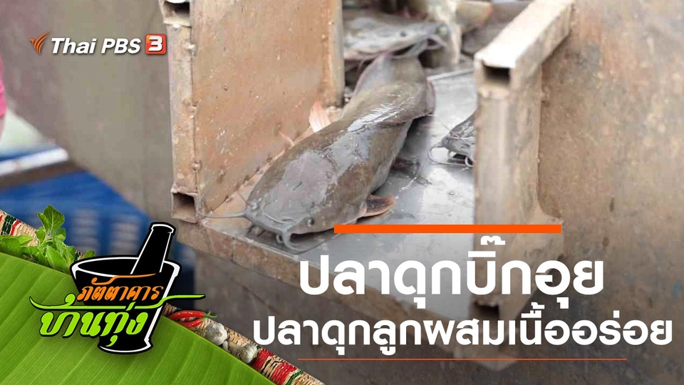 ปลาดุกบิ๊กอุย