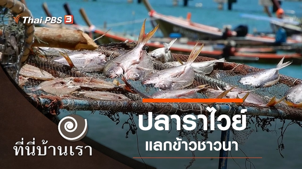 ปลาราไวย์แลกข้าวชาวนา