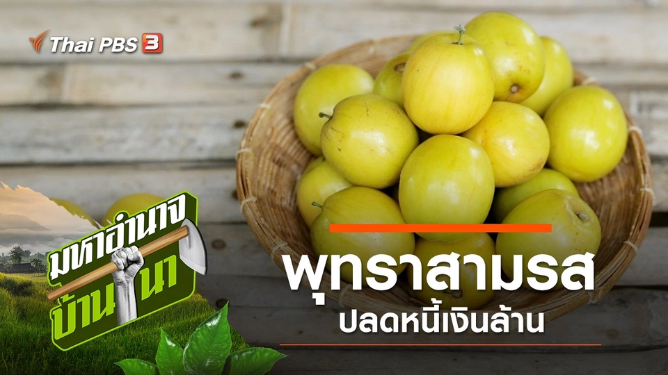 พุทราสามรส ปลดหนี้เงินล้าน