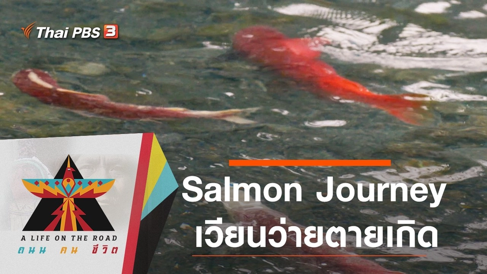 Salmon Journey เวียนว่ายตายเกิด