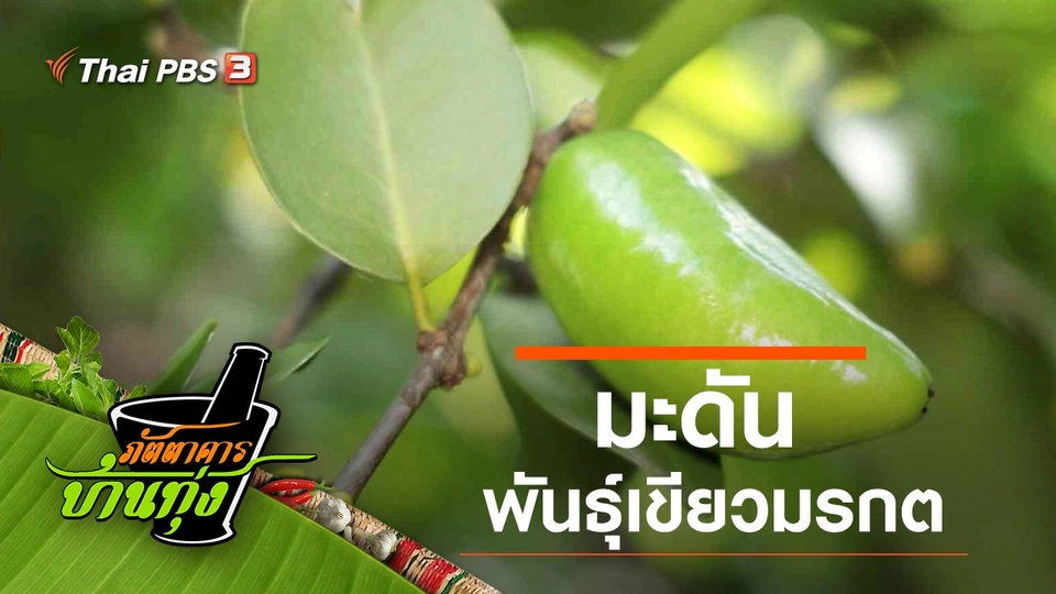 มะดันพันธุ์เขียวมรกต