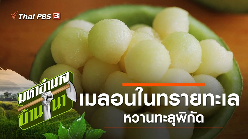 ปลูกเมลอนในทรายทะเล หวานทะลุพิกัด