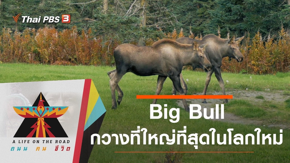 Big Bull กวางที่ใหญ่ที่สุดในโลกใหม่