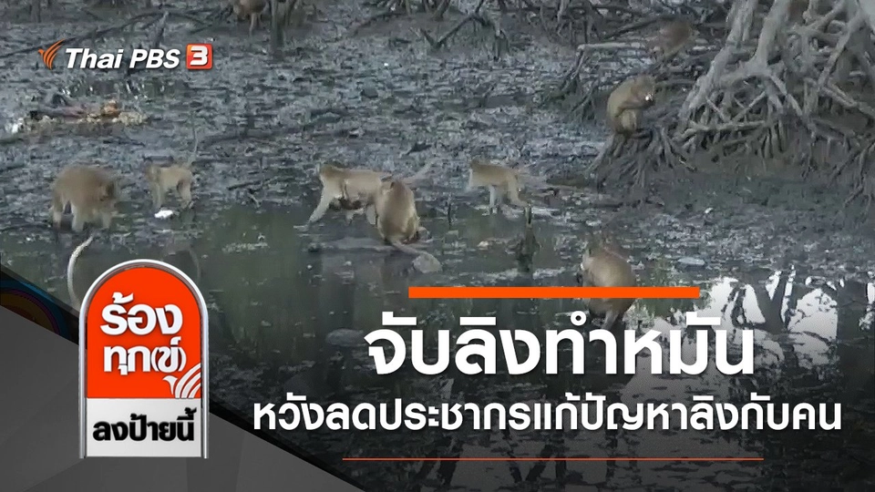 จับลิงทำหมัน หวังลดประชากรแก้ปัญหาลิงกับคน จ.ภูเก็ต