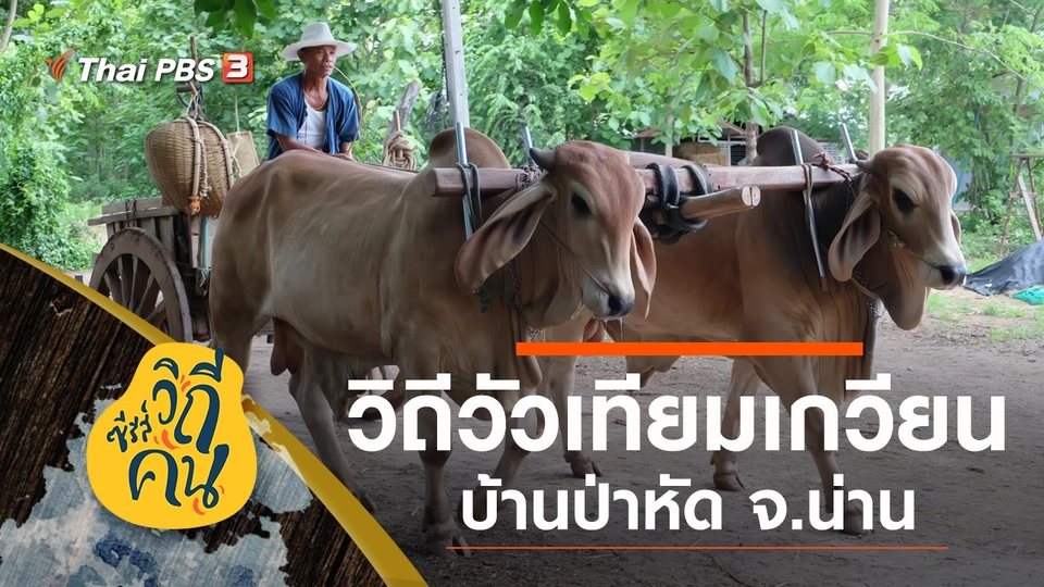 วิถี "วัวเทียมเกวียน" บ้านป่าหัด ต.ม่วงตึ๊ด อ.ภูเพียง จ.น่าน