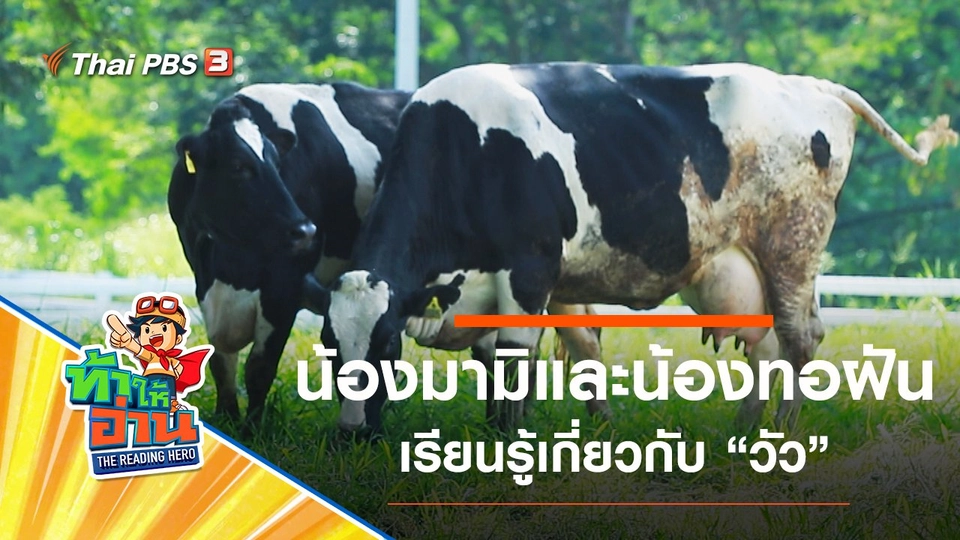 วัว : น้องมามิและน้องทอฝัน
