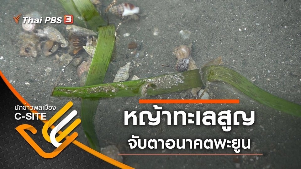 หญ้าทะเลสูญ จับตาอนาคตพะยูน