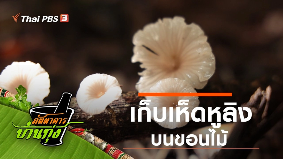 เห็ดหูลิง