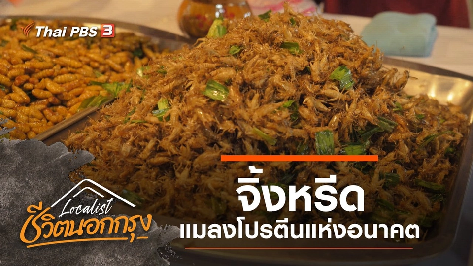 จิ้งหรีด แมลงโปรตีนแห่งอนาคต