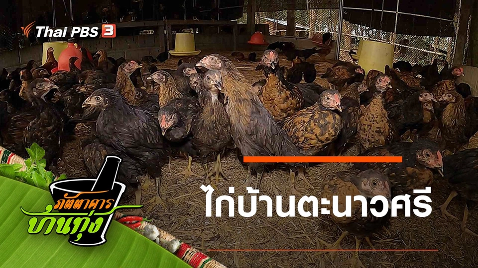 ไก่บ้านตะนาวศรี