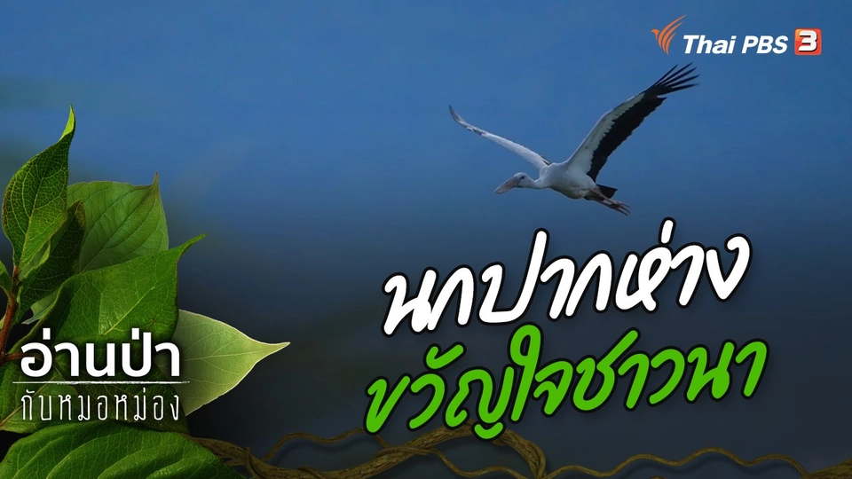 นกปากห่างขวัญใจชาวนา