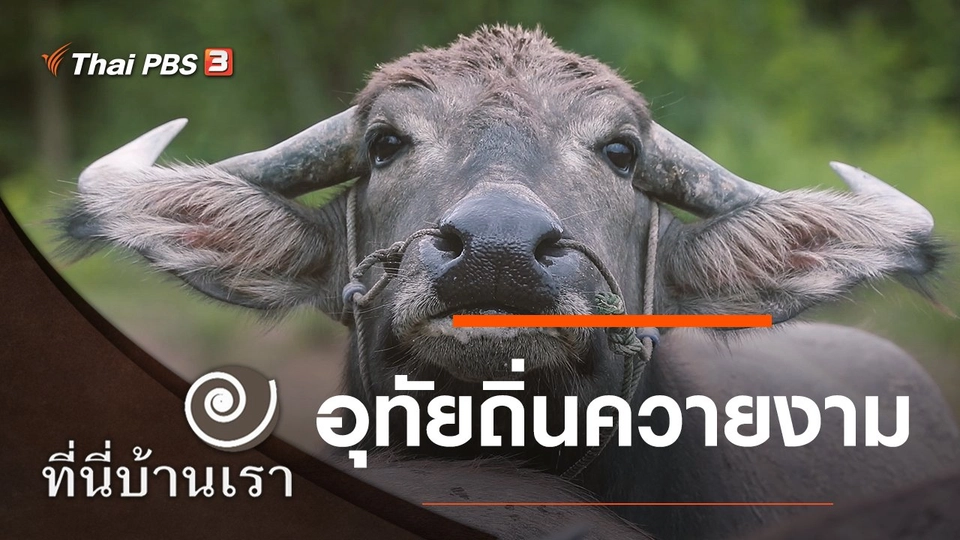 อุทัยถิ่นควายงาม