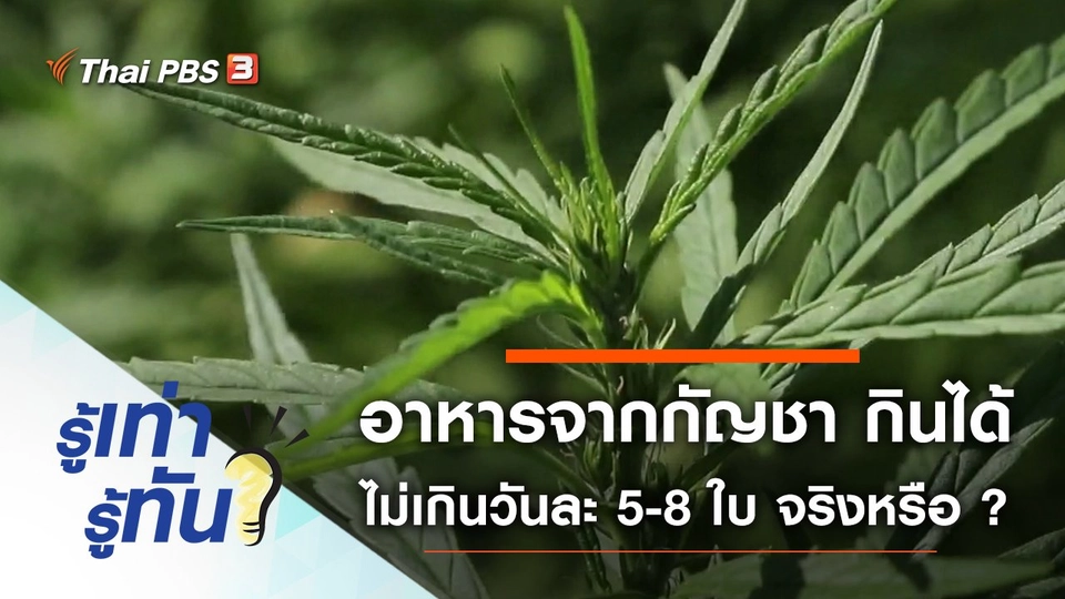 อาหารจากกัญชากินได้ไม่เกินวันละ 5-8 ใบ จริงหรือ ?