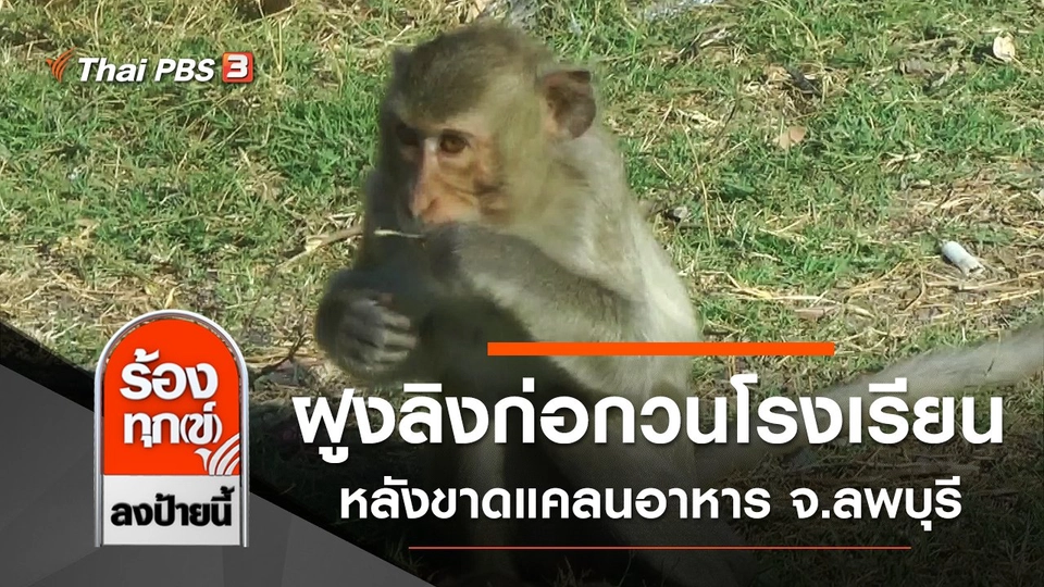 ฝูงลิงยกพวกก่อกวนโรงเรียน หลังขาดแคลนอาหาร จ.ลพบุรี